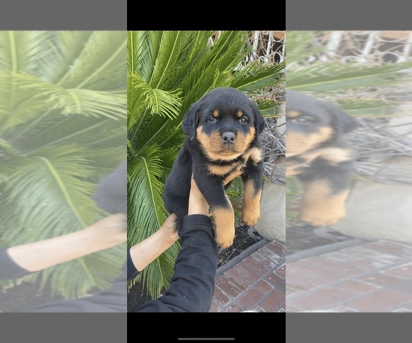 Medium Photo #2  Breeder Profile in SYLMAR, CA, USA