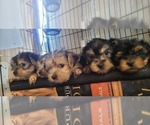 Small #187 Breeder Profile image
