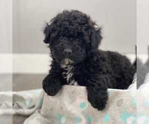 Medium Breeder Profile Photo