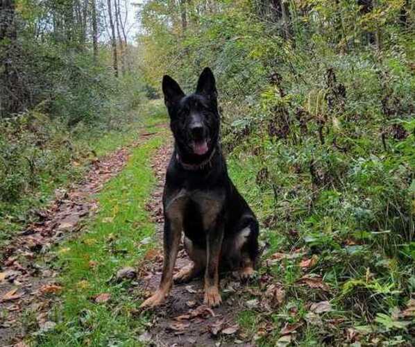 Medium Photo #7  Breeder Profile in HANNIBAL, NY, USA