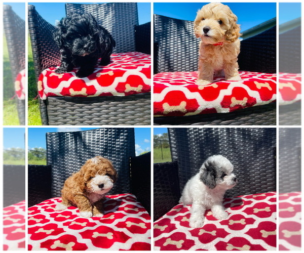 Medium Photo #1  Breeder Profile in LABELLE, FL, USA