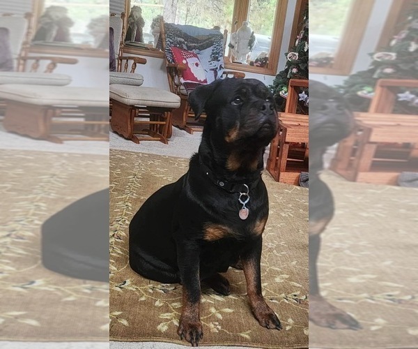 Medium Photo #1  Breeder Profile in IDANHA, OR, USA