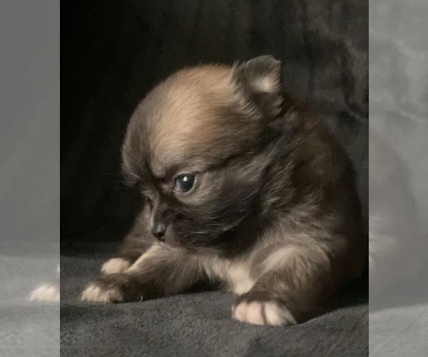Medium Photo #3  Breeder Profile in ADAMSVILLE, TN, USA
