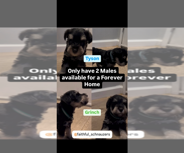 Medium Photo #1  Breeder Profile in REDLANDS, CA, USA