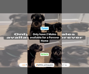 Schnauzer (Miniature) Dog Breeder near REDLANDS, CA, USA