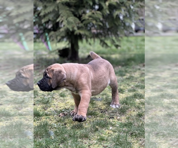 Medium Photo #13  Breeder Profile in ROY, WA, USA