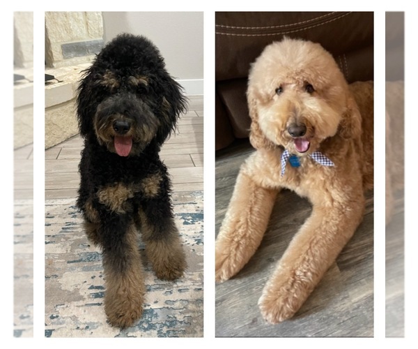 Medium Photo #1  Breeder Profile in POTEET, TX, USA