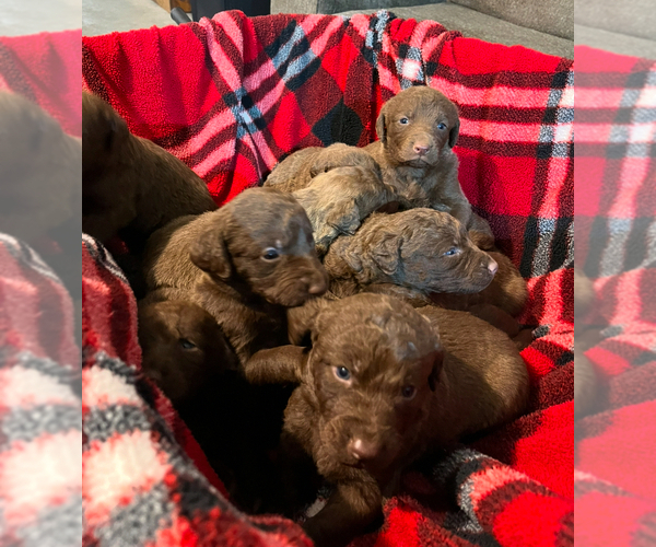 Medium Photo #7  Breeder Profile in FLOYD, VA, USA
