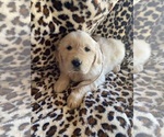 Small #1 Breeder Profile image