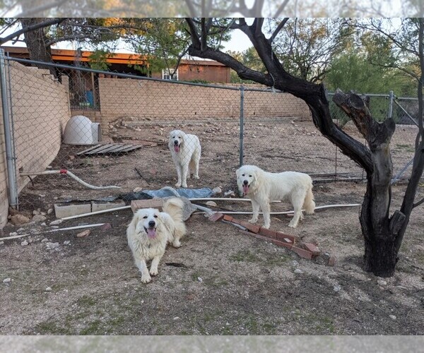 Medium Photo #1  Breeder Profile in TUCSON, AZ, USA