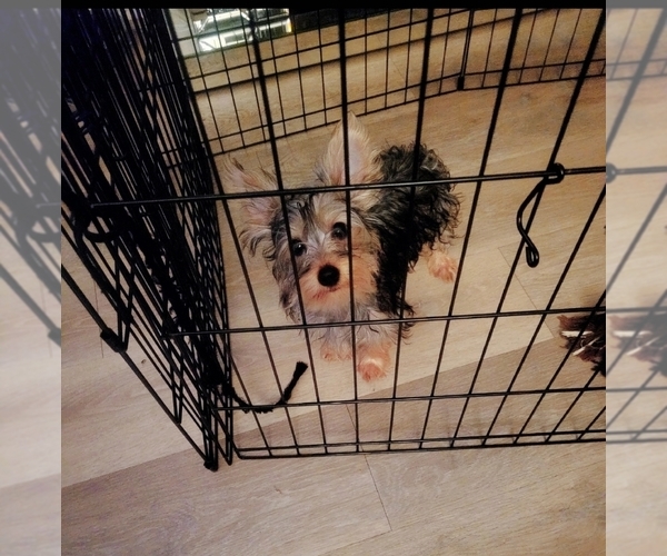 Medium Photo #1  Breeder Profile in MORENO VALLEY, CA, USA