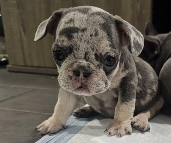 Medium Photo #1  Breeder Profile in DOWNEY, CA, USA