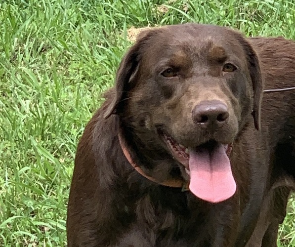 Medium Photo #3  Breeder Profile in SPOTSYLVANIA, VA, USA