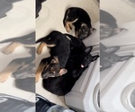Small breeder photo
