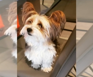Biewer Terrier Dog Breeder near SPICEWOOD, TX, USA