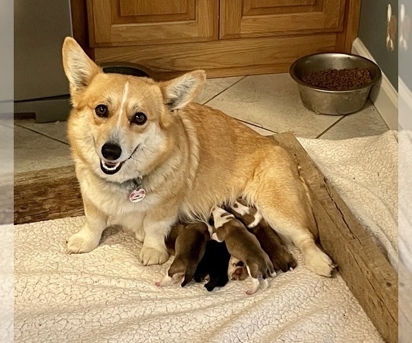 Medium Photo #1  Breeder Profile in WESTMORELAND, TN, USA
