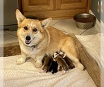 Small breeder photo