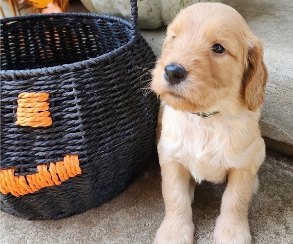 Medium Photo #8  Breeder Profile in WACO, TX, USA