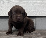 Small breeder photo