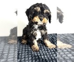 Small breeder photo