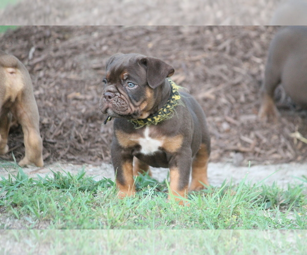 Medium Photo #1  Breeder Profile in GATES, NC, USA
