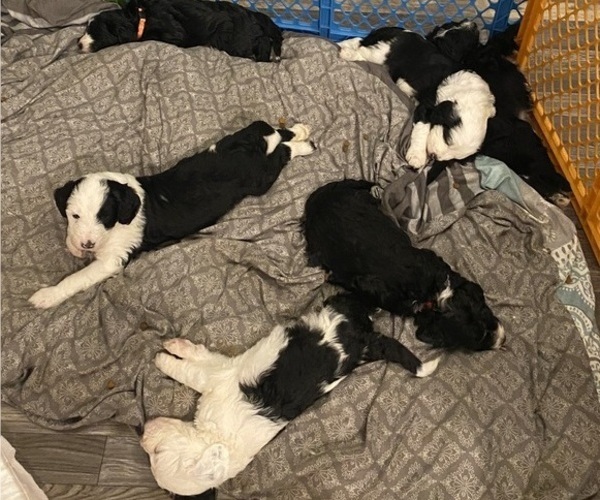 Medium Photo #1  Breeder Profile in CONROE, TX, USA