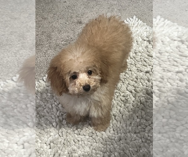 Medium Photo #20  Breeder Profile in VICTORVILLE, CA, USA