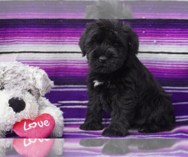 Medium Photo #4  Breeder Profile in PATASKALA, OH, USA