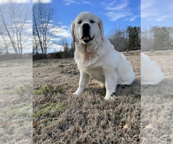 Medium Photo #7  Breeder Profile in DONIPHAN, MO, USA