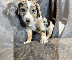 Aussiedoodle Dog Breeder near WINCHESTER, IN, USA