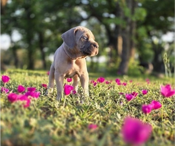 Medium Photo #18  Breeder Profile in BANGS, TX, USA