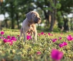Small #17 Breeder Profile image