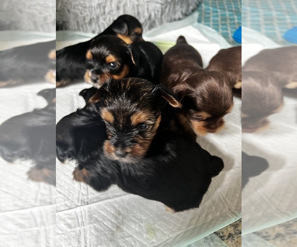 Medium Photo #25  Breeder Profile in MACON, GA, USA