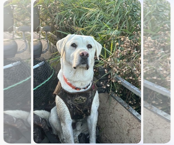 Medium Photo #1  Breeder Profile in EAGLE MOUNTAIN, UT, USA