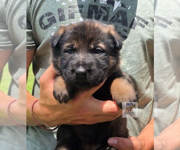 Medium Photo #1  Breeder Profile in WESLEY CHAPEL, FL, USA