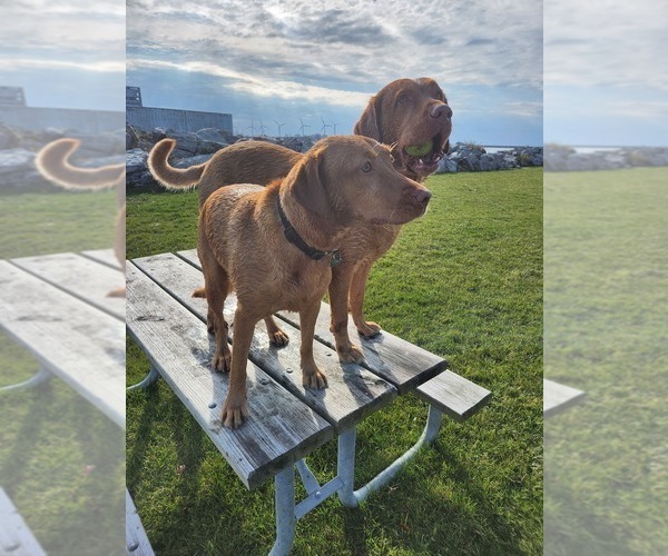 Medium Photo #55  Breeder Profile in BUFFALO, NY, USA