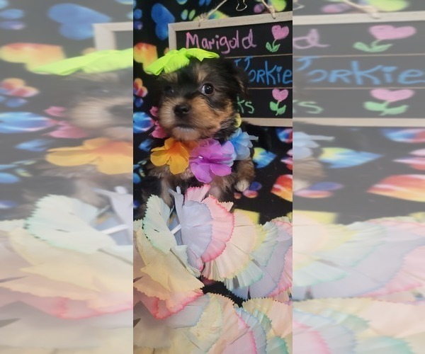Medium Photo #229  Breeder Profile in AKRON, OH, USA