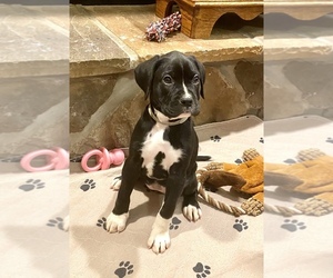 Main photo of Boxador-Boxer Mix Dog Breeder near CHERRY RUN, WV, USA