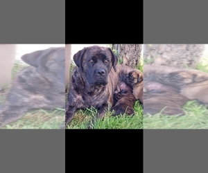 Medium Breeder Profile Photo