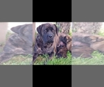 Small breeder photo