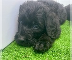 Small #16 Breeder Profile image