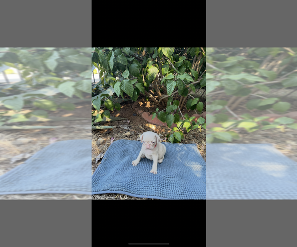 Medium Photo #2  Breeder Profile in SAN DIEGO, CA, USA