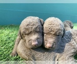 Small #3 Breeder Profile image