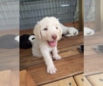 Small breeder photo