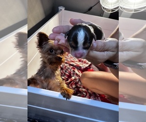 Yorkshire Terrier Dog Breeder near GLENDIVE, MT, USA