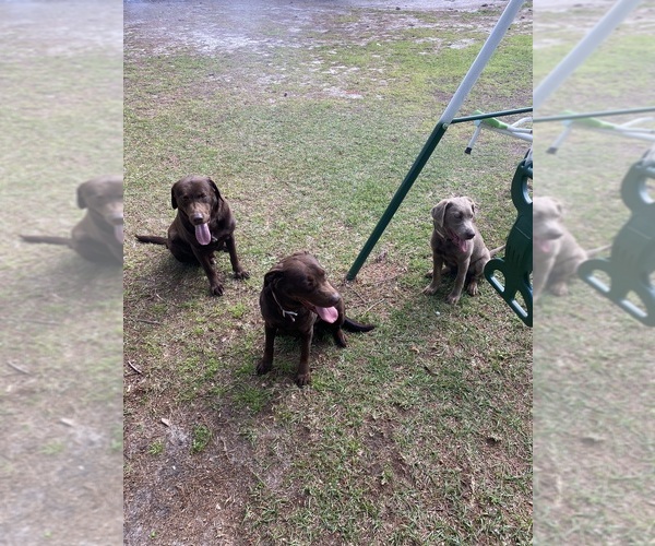 Medium Photo #1  Breeder Profile in SANFORD, NC, USA