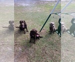 Small breeder photo