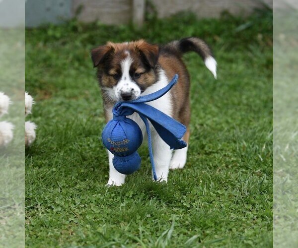 Medium Photo #11  Breeder Profile in PARIS, MI, USA