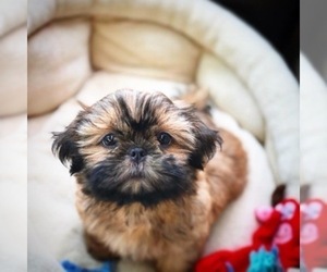 Shih Tzu Dog Breeder in LEHIGHTON,  USA