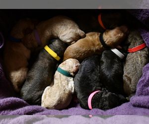 Main photo of Poodle (Standard) Dog Breeder near MERRIMACK, NH, USA